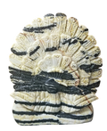 Zebra Jasper
